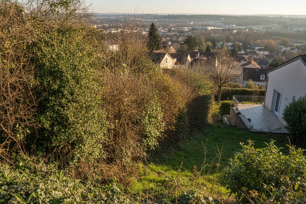 Cèdre dense à Talant avant taille d'éclaircie